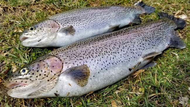 best-rod-for-trout-fishing best-rod-for-trout-fishing