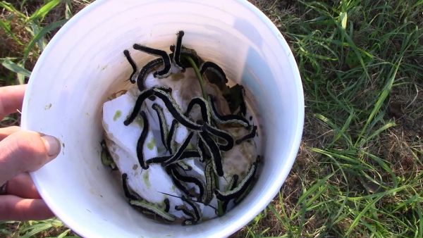 A white bucket filled with Catalpa worms for catching catfish