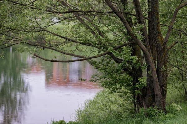 Image of lush green lakeside while it is raining