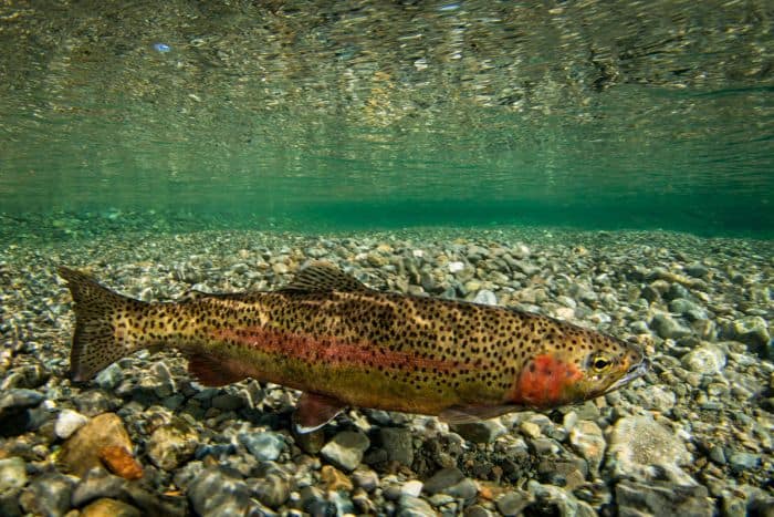Rainbow Trout Habitat Information Rainbow Trout Habitat Information
