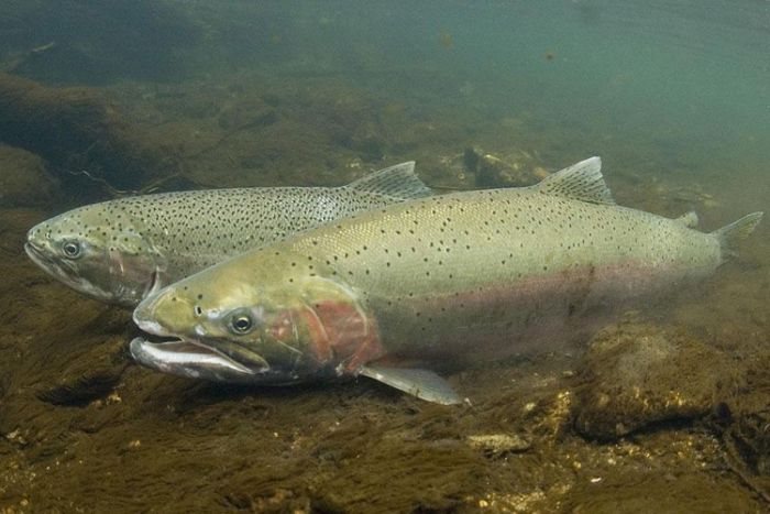 Steelhead Trout