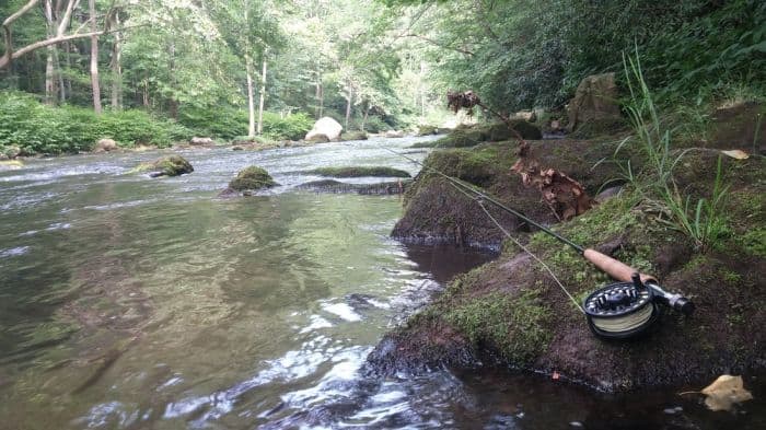 Stream For Rainbow Trout