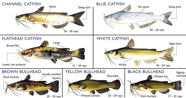 A card showing different types of catfish