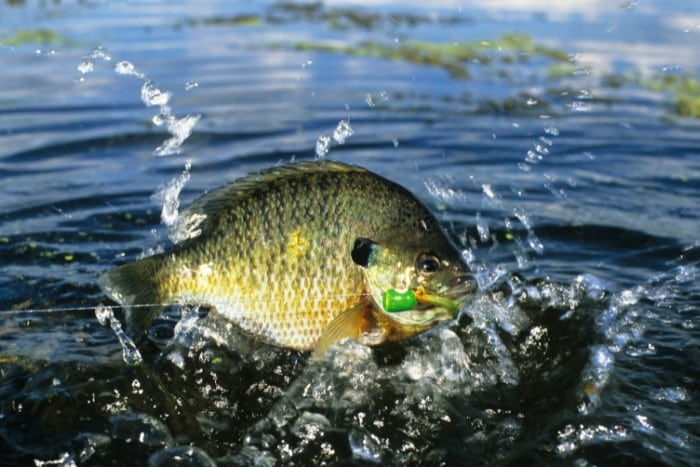 Bluegill