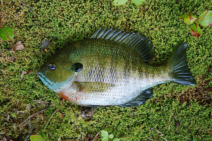 Bluegill