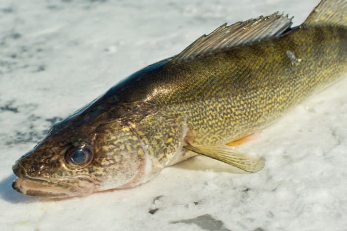 Walleye