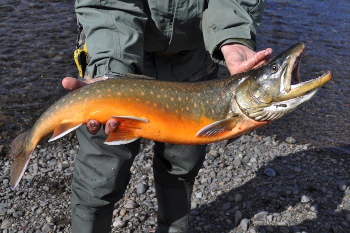 arctic char