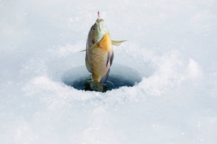 Setting the Hook and Landing Fish