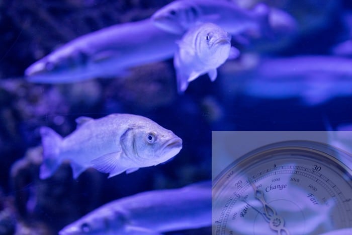 Atmospheric Pressure Will Drive Fish Wild