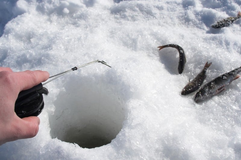 Best Bait For Ice Fishing Pike Both Live And Dead Baits