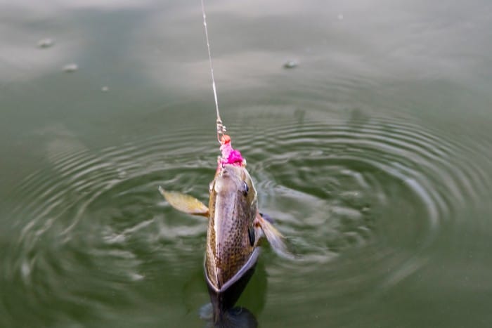 Jig Size for Panfish