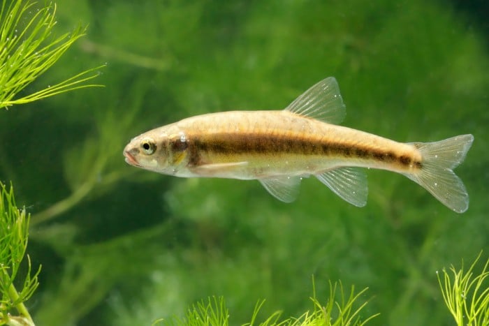 Minnows Can Be Fished In Many Different Ways
