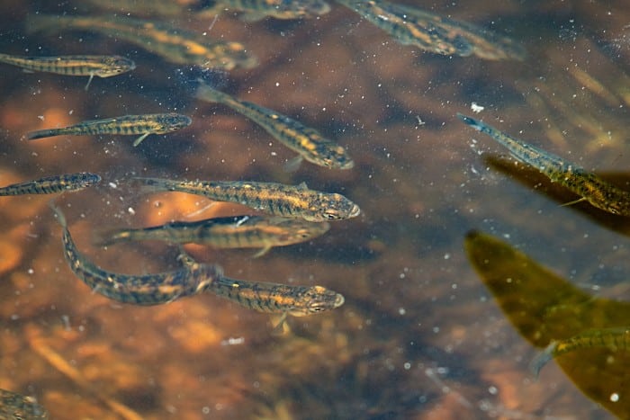 Minnows Have A Natural Scent That Drives Fish Crazy