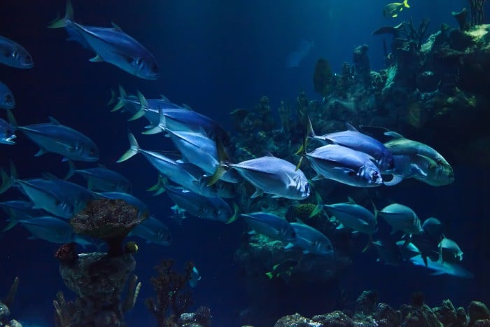 They School Deep In The Water Where Temperatures Are Consistent