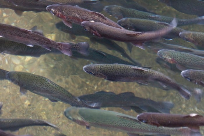 9 Rigs to Catch More Lake Trout From The Bank