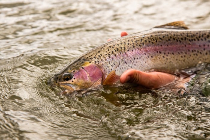 About Rainbow Trout