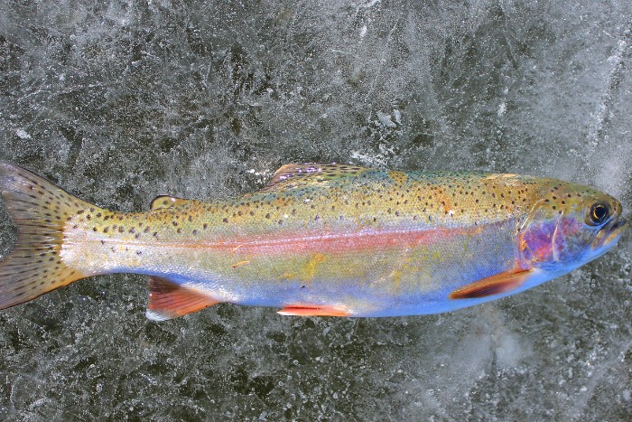 Techniques for Other Trout