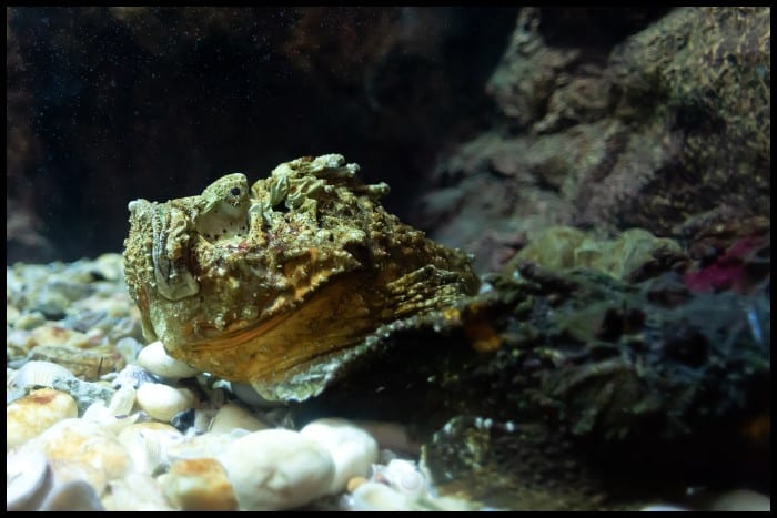 Be Ready To Fight Trout Out Of Cover And Structure