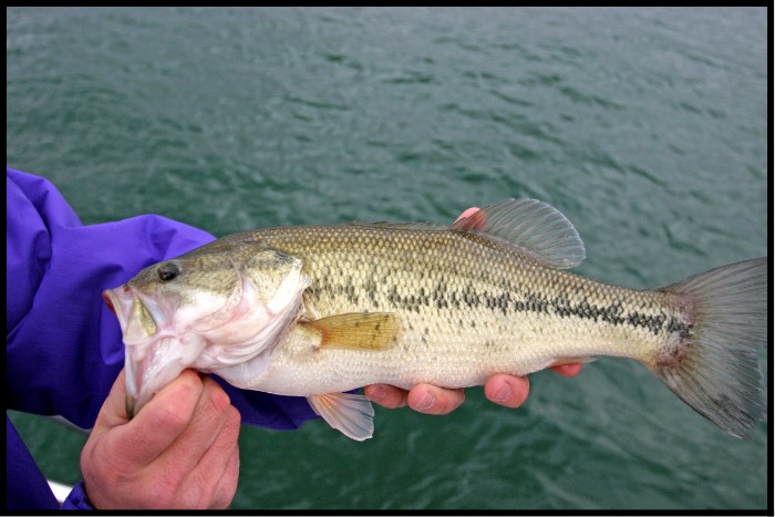 How Bass Diets Impacts Them