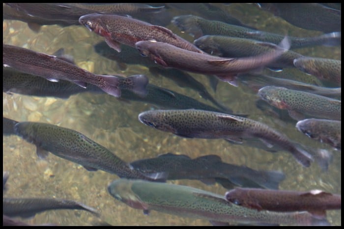 Pools are Common Places for Trout