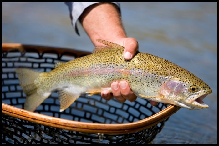 Stocked Trout Compared to Wild Trout