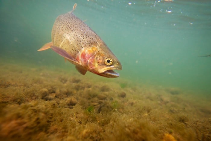 People Fish For Trout To Connect With Nature