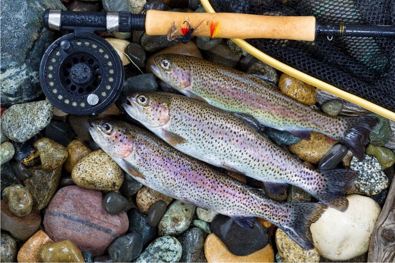 Trout Fishing Rules and Regulations US and Canada