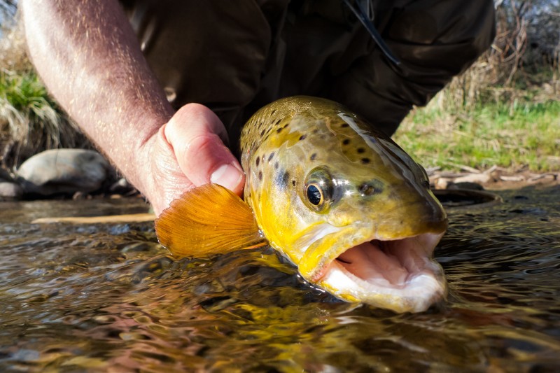 Best Time Of The Day To Catch Trout Seasonwise Breakdown