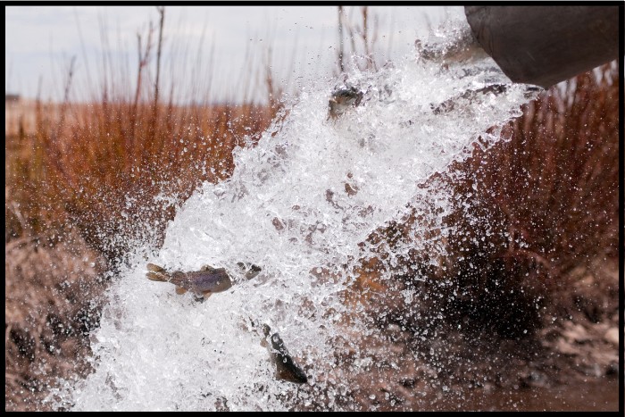 Best Time To Catch Trout After Being Stocked