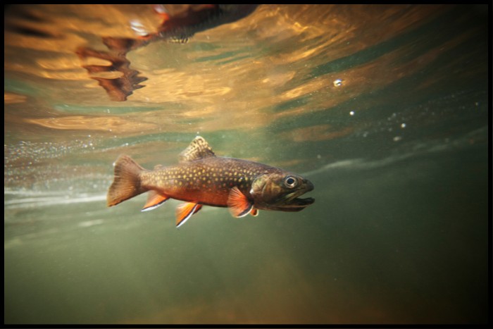 Other Trout Species