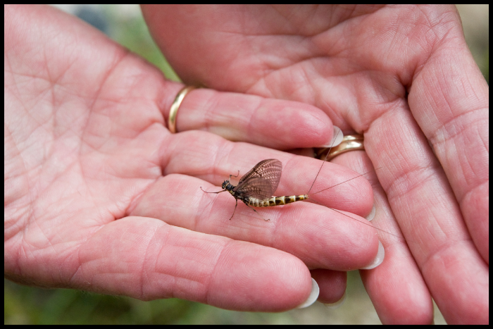 Trout Food Sources Change Based On Water Temperatures