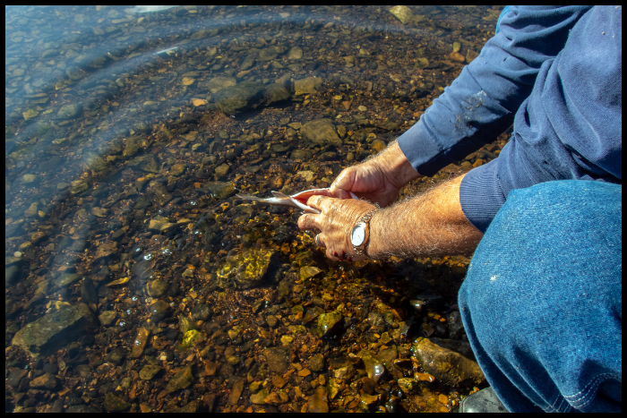 Start with Cleaning the Trout