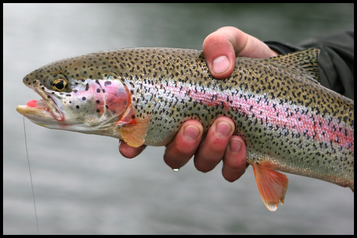 1. Rainbow Trout