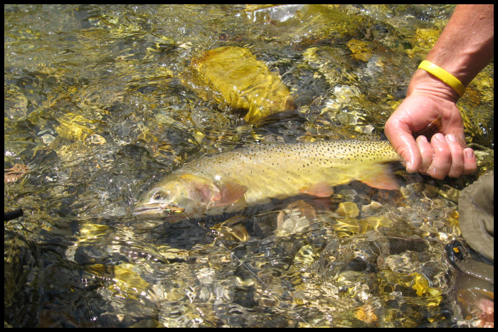 3. Cutthroat Trout