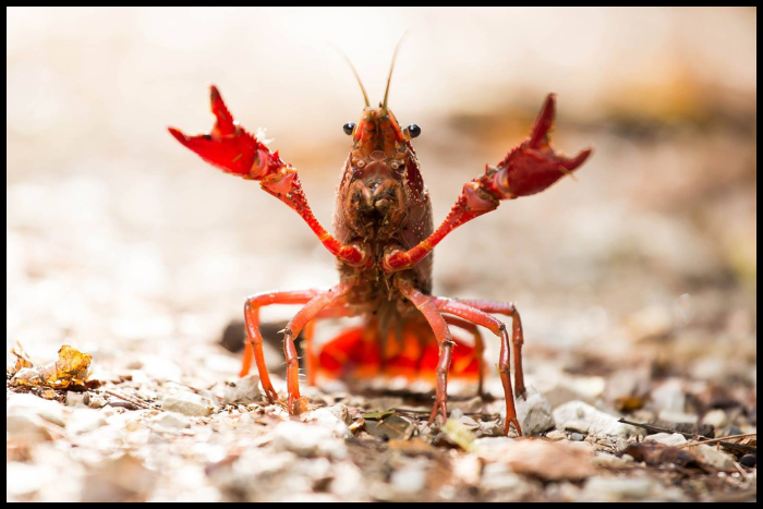 Crayfish Are A Trout Diet Staple