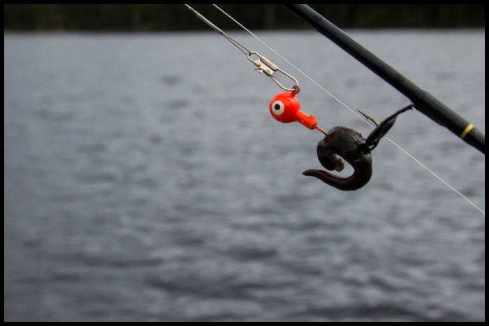 Leeches Are A Protein Rich Trout Food They Love