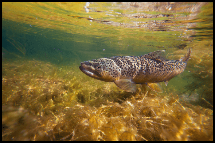 Trout in Africa