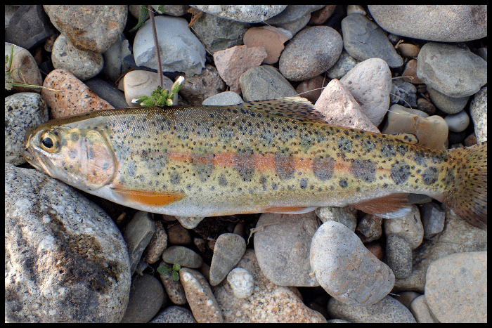 Trout in Europe